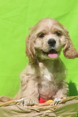 Les chiots de American Cocker Spaniel