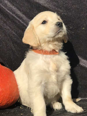 Les chiots de Golden Retriever