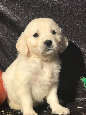 Les chiots de Golden Retriever