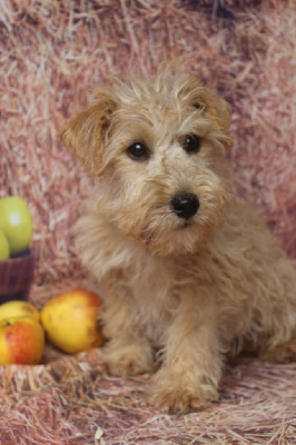 Les chiots de Lakeland Terrier