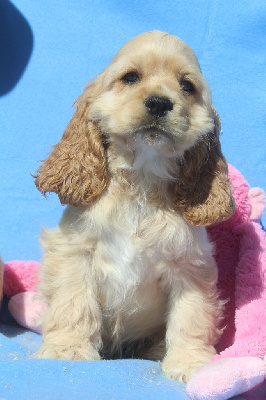 Les chiots de American Cocker Spaniel