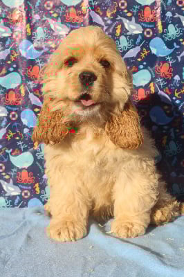 Les chiots de American Cocker Spaniel