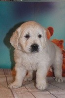of caniland's dream - Golden Retriever - Portée née le 26/11/2018