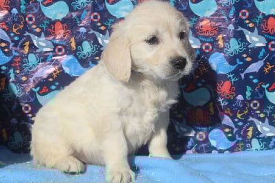 Les chiots de Golden Retriever