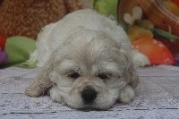 of caniland's dream - American Cocker Spaniel - Portée née le 24/08/2018