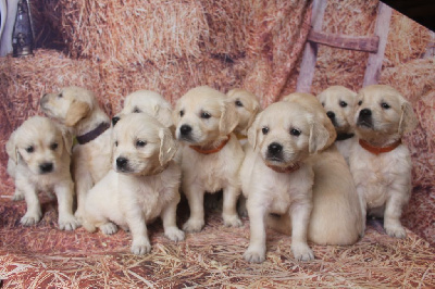 Les chiots de Golden Retriever