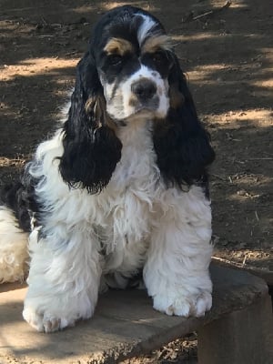 Les chiots de American Cocker Spaniel