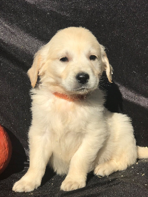 Les chiots de Golden Retriever