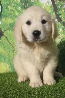 Les chiots de Golden Retriever