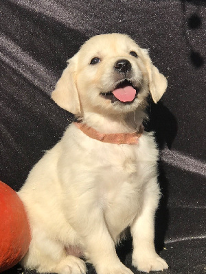 Les chiots de Golden Retriever