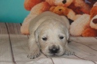 of caniland's dream - Golden Retriever - Portée née le 22/12/2018