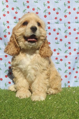 Les chiots de American Cocker Spaniel