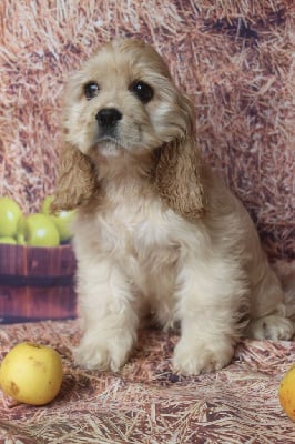 Les chiots de American Cocker Spaniel