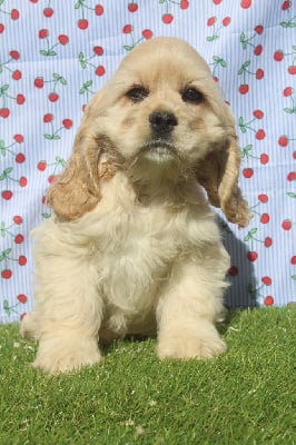 Les chiots de American Cocker Spaniel