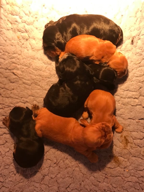 Cocker Spaniel Anglais - of caniland's dream