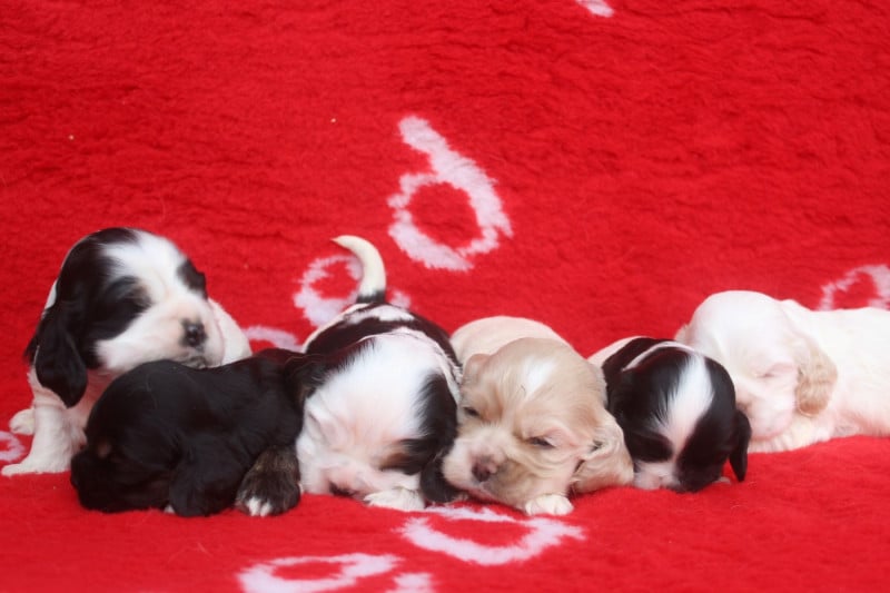 American Cocker Spaniel - of caniland's dream