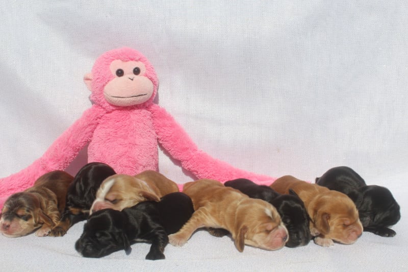 Cocker Spaniel Anglais - of caniland's dream