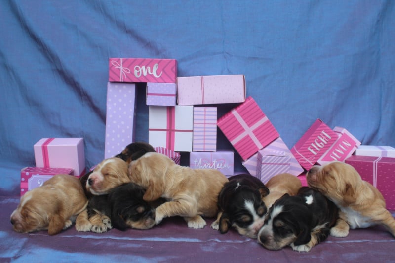 Cocker Spaniel Anglais - of caniland's dream