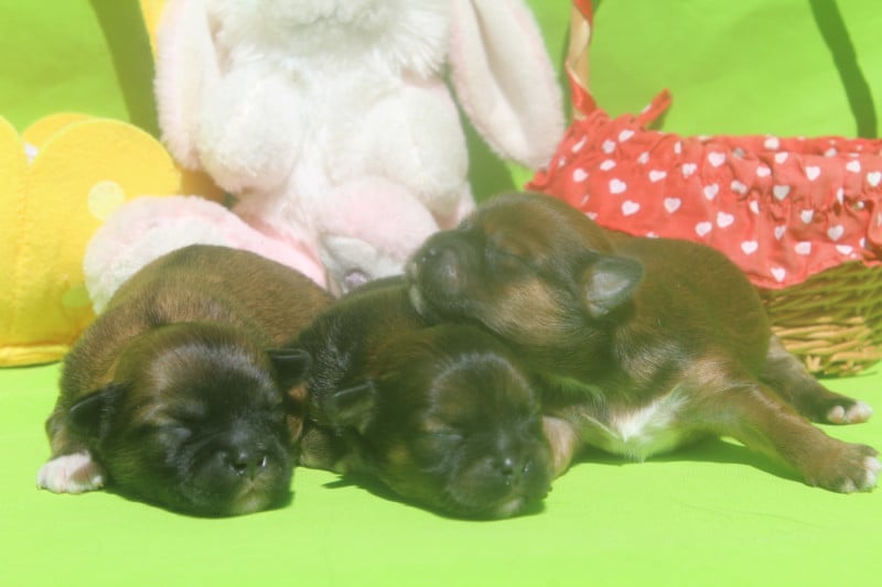 Lhassa Apso - of caniland's dream