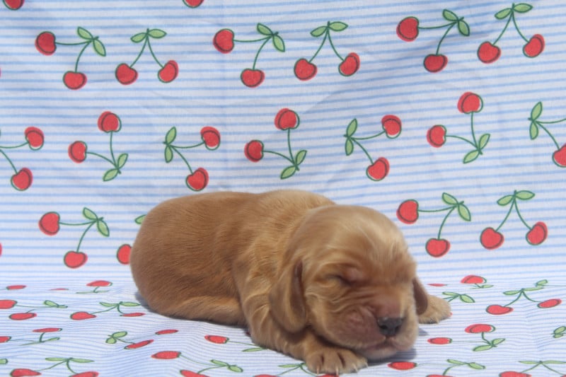 Cocker Spaniel Anglais - of caniland's dream