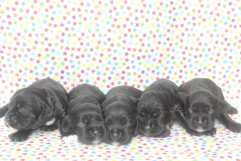 American Cocker Spaniel - of caniland's dream