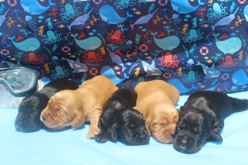 Cocker Spaniel Anglais - of caniland's dream