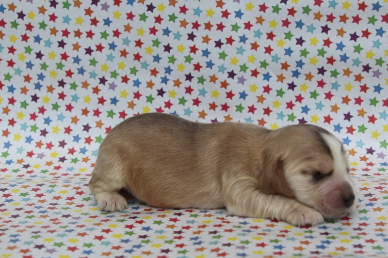 Cocker Spaniel Anglais - of caniland's dream