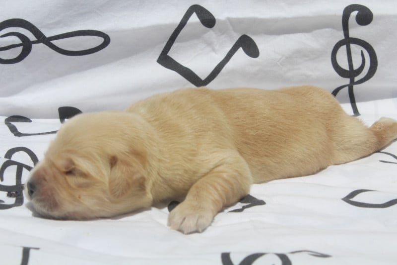 Golden Retriever - of caniland's dream