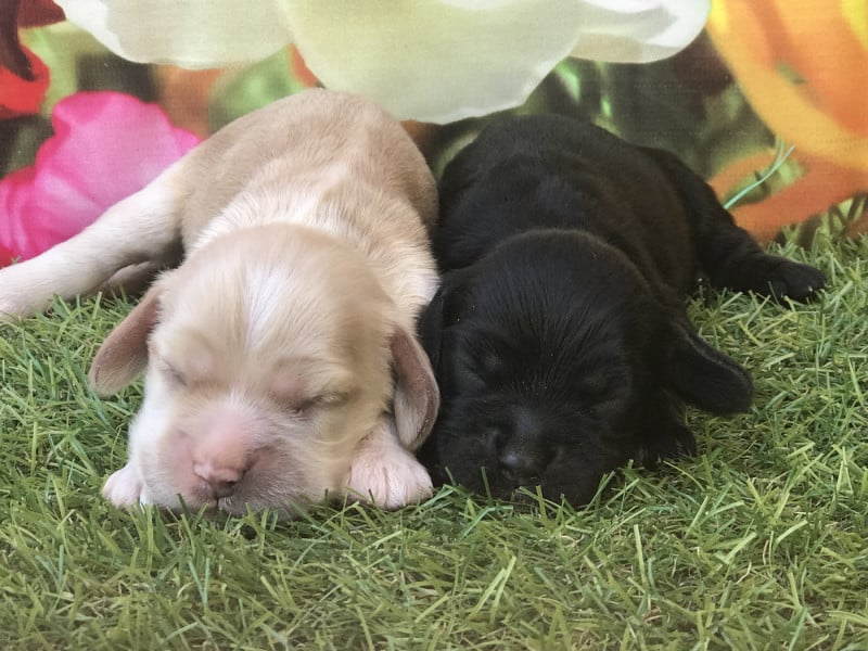 American Cocker Spaniel - of caniland's dream