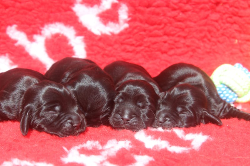 Cocker Spaniel Anglais - of caniland's dream
