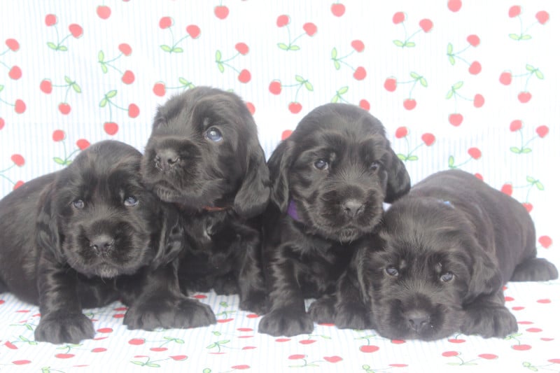 Cocker Spaniel Anglais - of caniland's dream