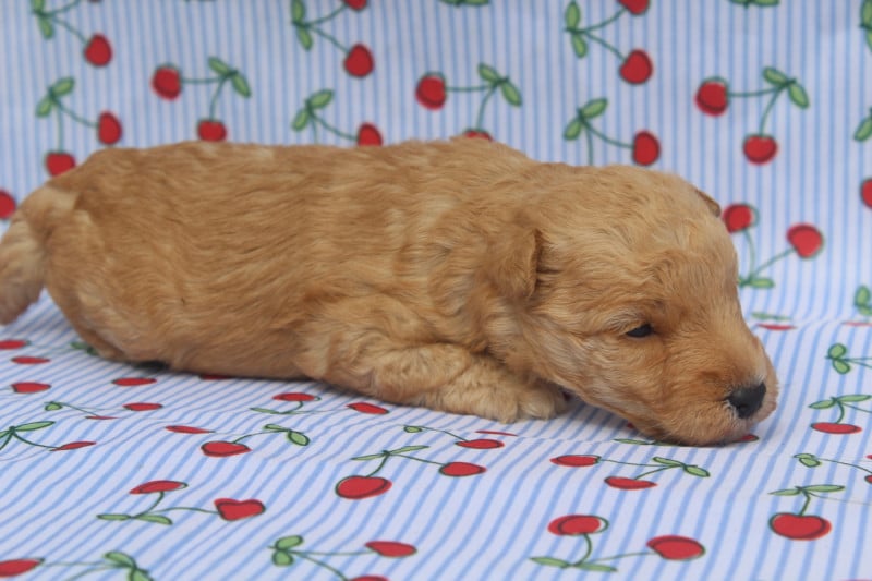 Lakeland Terrier - of caniland's dream