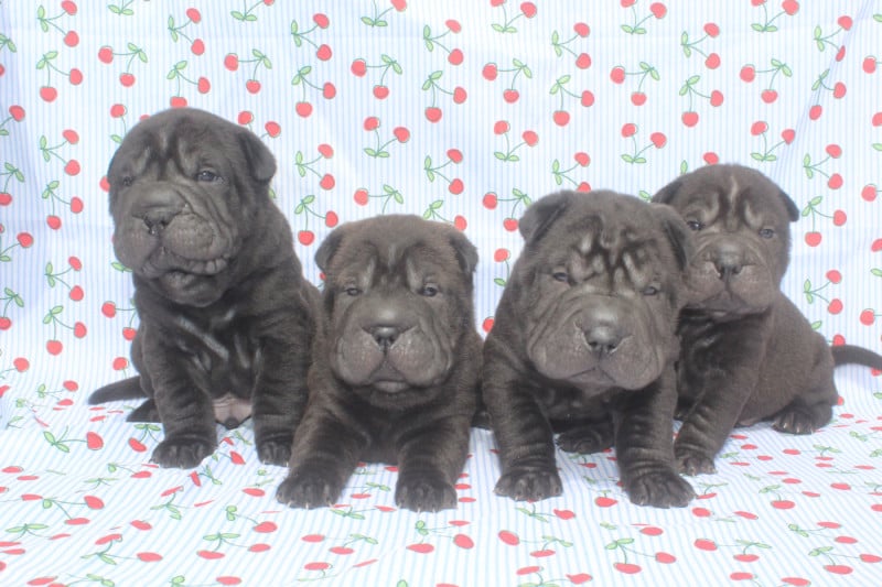 Shar Pei - of caniland's dream