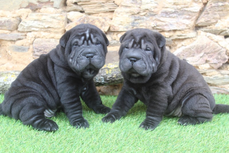 Shar Pei - of caniland's dream