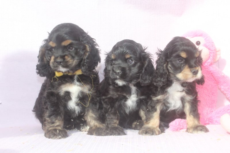 American Cocker Spaniel - of caniland's dream