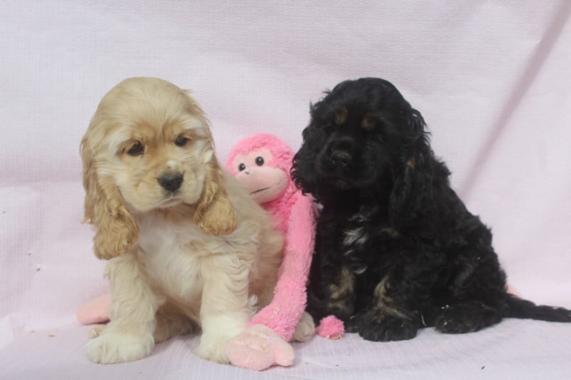 American Cocker Spaniel - of caniland's dream