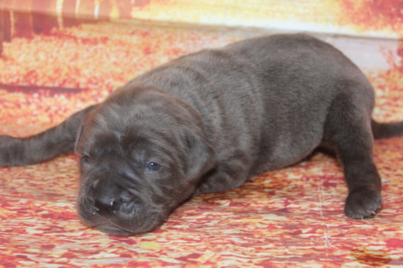Cane Corso - of caniland's dream