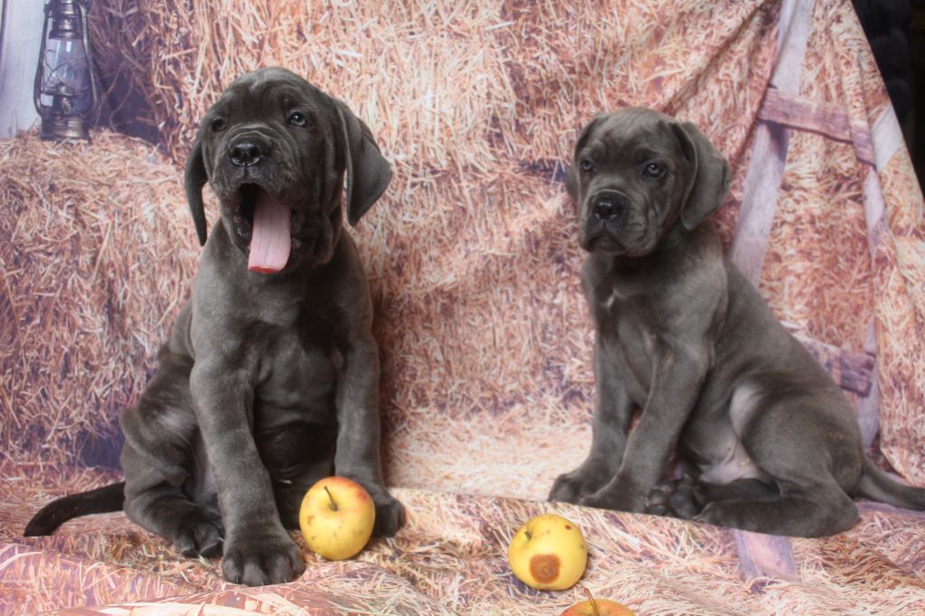 Cane Corso - of caniland's dream