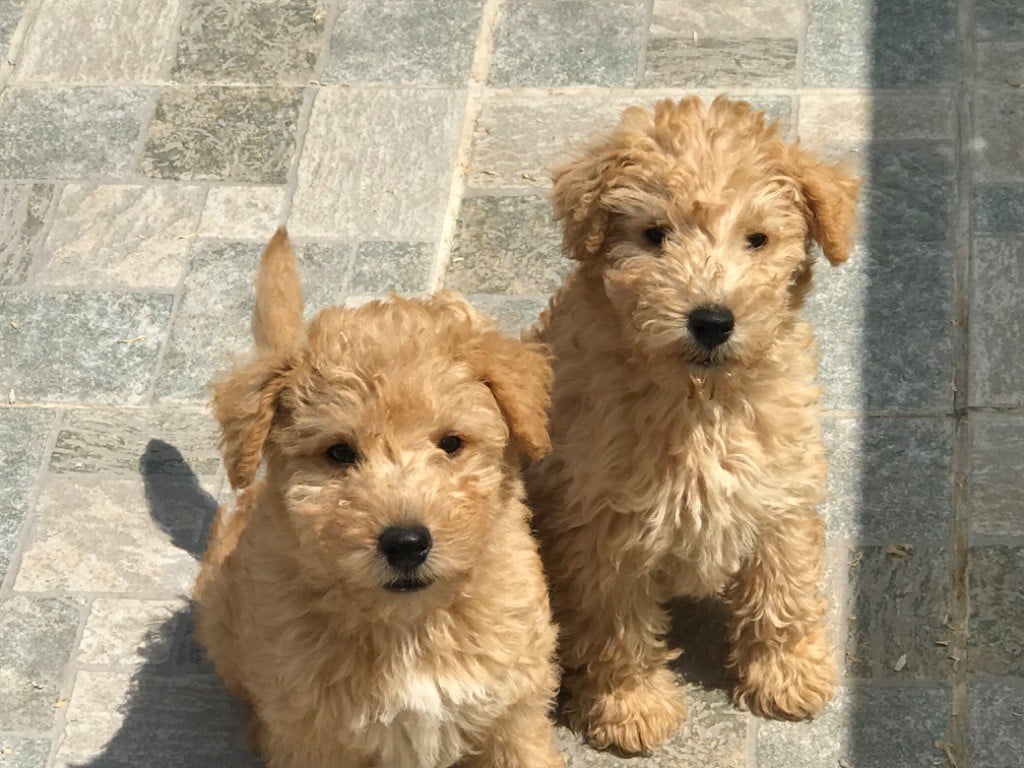 Vrap. male fauve (collier jaune)