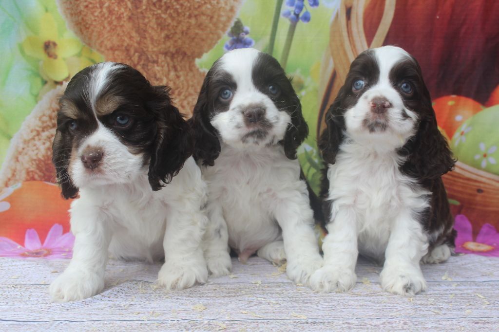 of caniland's dream - American Cocker Spaniel - Portée née le 06/09/2018