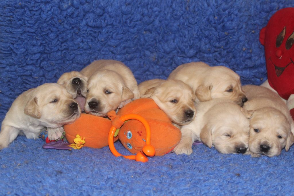 of caniland's dream - Golden Retriever - Portée née le 10/11/2018