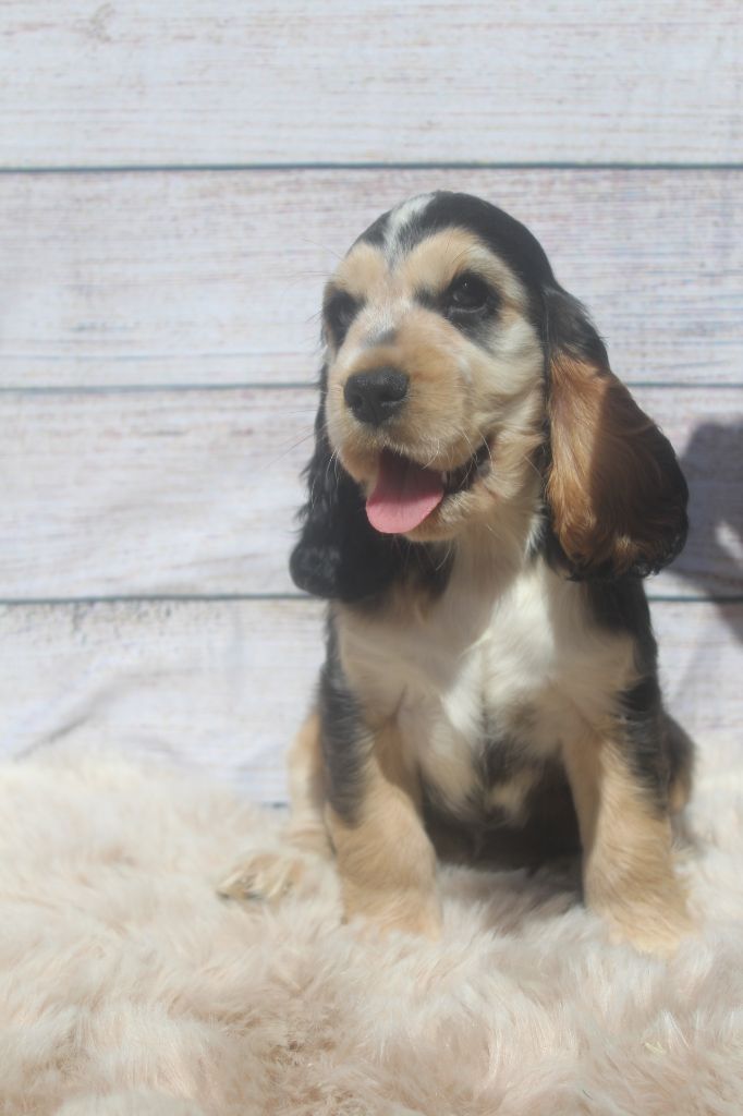 femelle zibeline THALIE