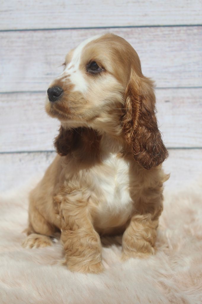 Male zibeline clair TARTUFFE