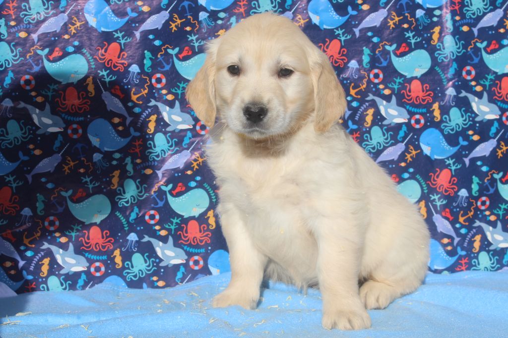 aiko male fauve clair (collier jaune)