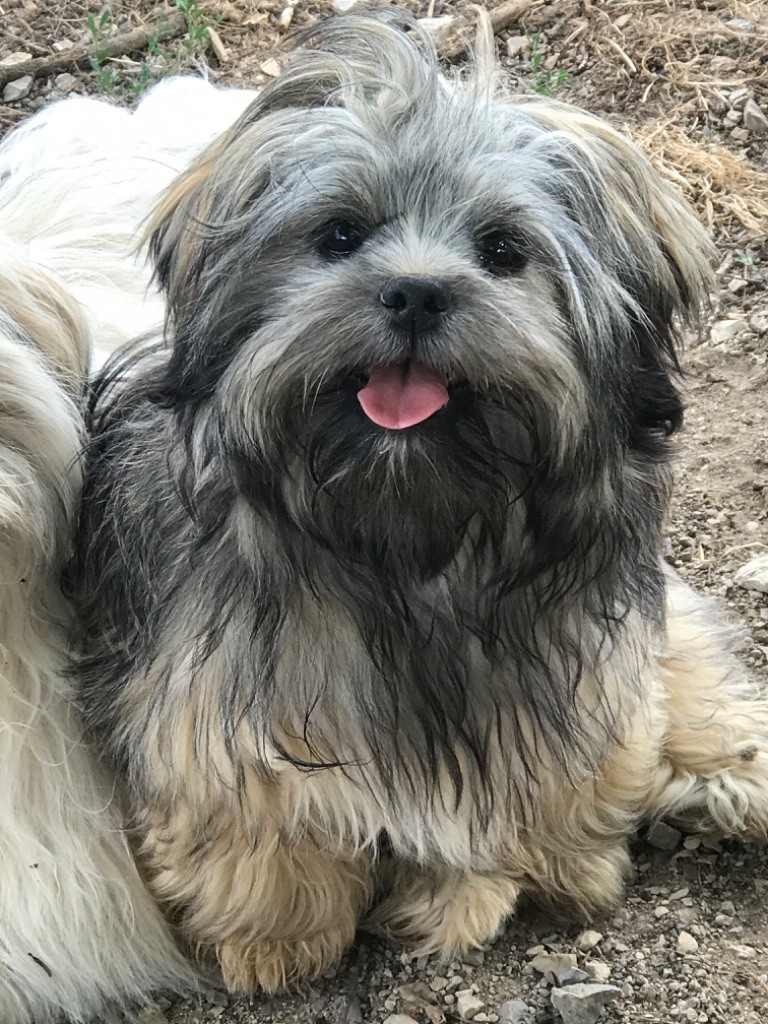 Azalée FEMELLE sable gris