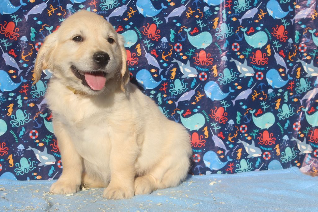 A femelle fauve clair (collier jaune)