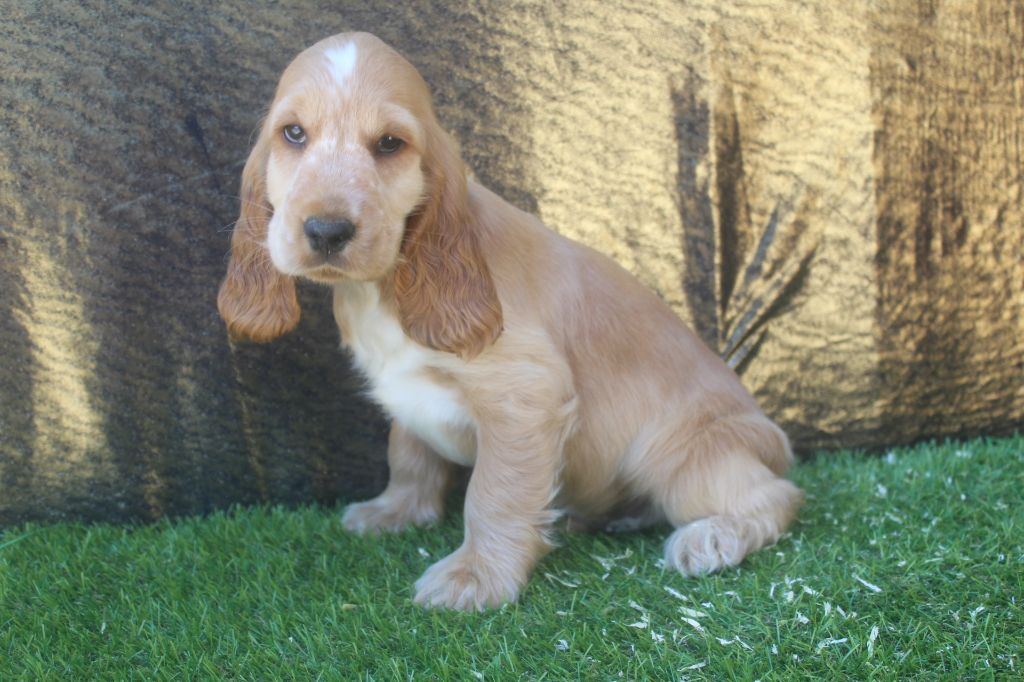 male fauve (collier noir) TORQUAY