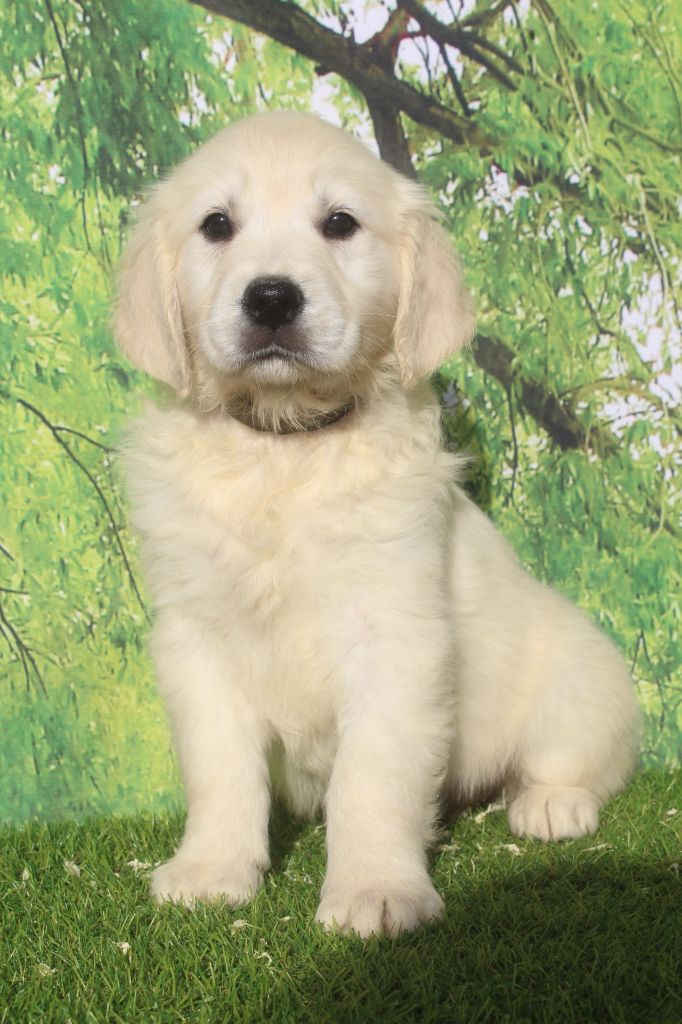 AUBEPINE femelle sable (collier noir)