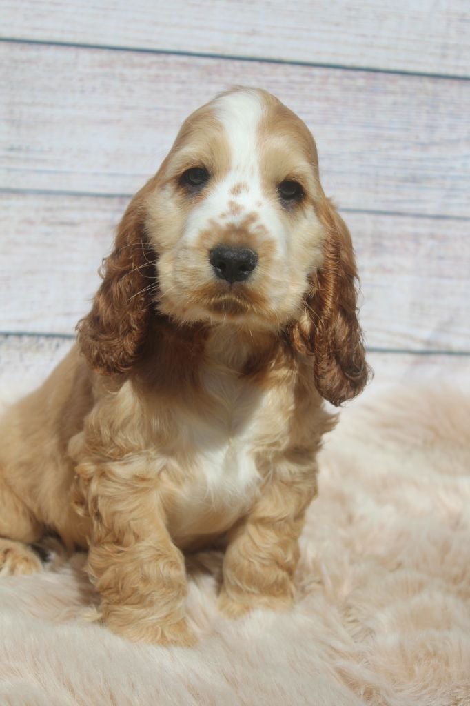 Male zibeline clair TARTUFFE