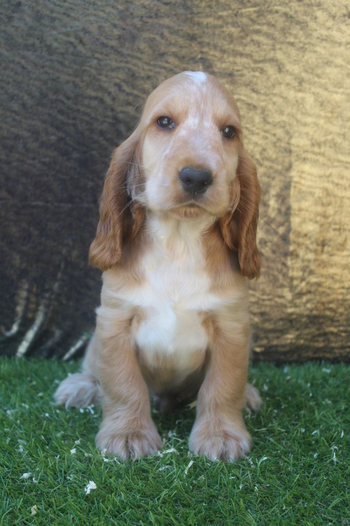 male fauve (collier noir) TORQUAY